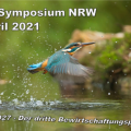 Nahaufnahme eines fliegenden Eisvogels über einer Wasserfläche. Einige Wassertropfen werden von ihm aufgewirbelt, im Hintergrund ist grüner Bewuchs zu erkennen. Auf dem Foto steht eine Beschriftung: WRRL-Symposium NRW, 15. April 2021, Kurs auf 2027 - Der dritte Bewirtschaftungsplan für NRW.