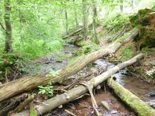 Bach im Wald, hügeliges Gelände, entwurzelte querliegende Baumstämme
