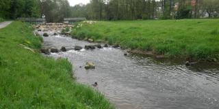Breiter flacher Bach mit Querreihen große Steine, mit Gras bewachsene Ufer, Bäume und Häuser 